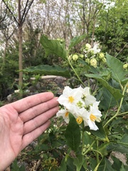 Solanum bonariense