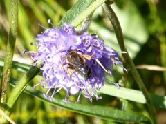 Halictus rubicundus