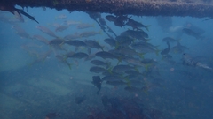 Mulloidichthys martinicus