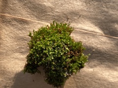Tetraphis pellucida