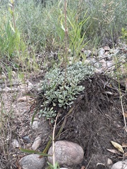 Antennaria parvifolia