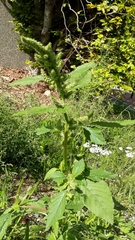 Amaranthus retroflexus