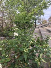 Solanum bonariense