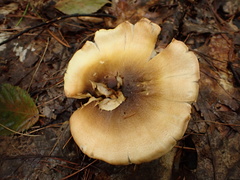 Tricholoma robustum