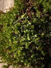 Tetraphis pellucida