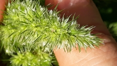 Amaranthus retroflexus