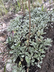 Antennaria parvifolia