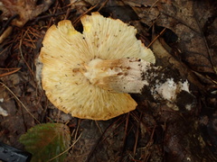 Tricholoma robustum