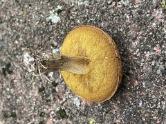 Suillus granulatus