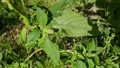 Amaranthus retroflexus