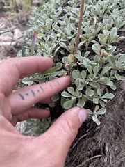 Antennaria parvifolia