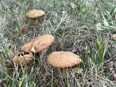 Suillus granulatus