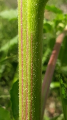 Amaranthus retroflexus