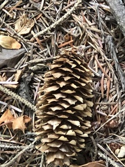 Picea sitchensis