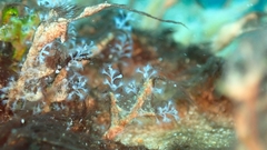 Nemalecium lighti