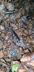 Juga plicifera