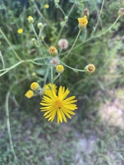 Chrysopsidinae