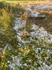 Juncus
