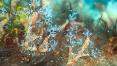 Nemalecium lighti