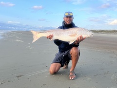 Sciaenops ocellatus