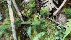 Dawsonia