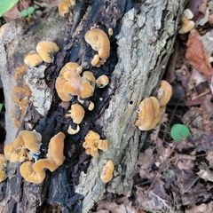 Phyllotopsis nidulans