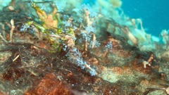 Nemalecium lighti