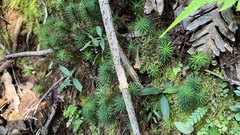 Dawsonia