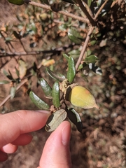 Quercus berberidifolia