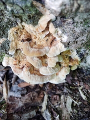 Gloeoporus dichrous