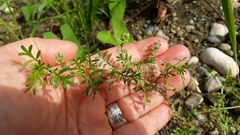 Lepidium didymum
