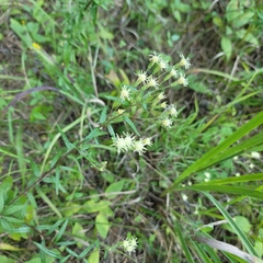 Brickellia eupatorioides