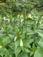 Epilobium luteum