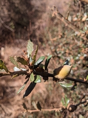 Quercus berberidifolia