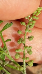 Lepidium didymum