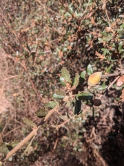 Quercus berberidifolia