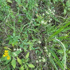 Brickellia eupatorioides