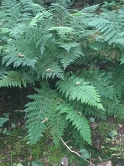 Dryopteris azorica