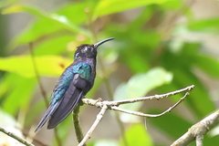 Campylopterus hemileucurus