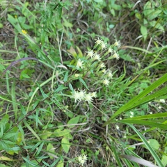 Brickellia eupatorioides