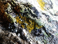 Candelariella coralliza