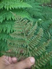Dryopteris azorica
