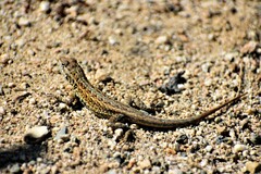 Uta stansburiana elegans