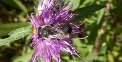 Megachile willughbiella
