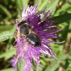 Megachile willughbiella