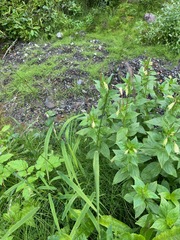 Epilobium luteum
