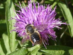 Megachile willughbiella