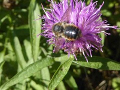 Megachile willughbiella
