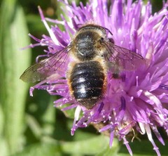 Megachile willughbiella