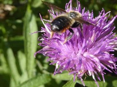 Megachile willughbiella